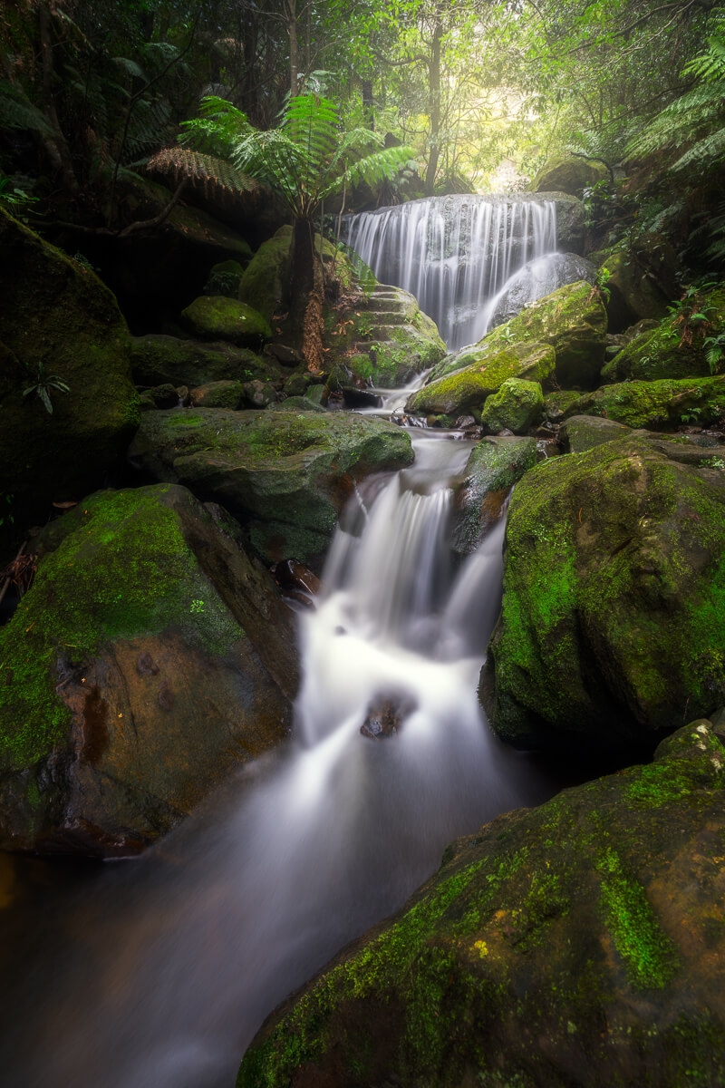 Teared waterfall in vibrant green fern forest