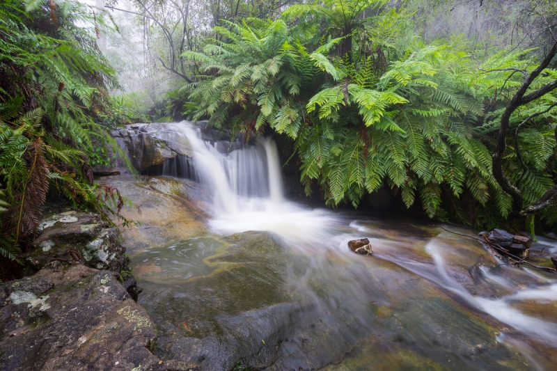 vibrant green fern forest and waterfall