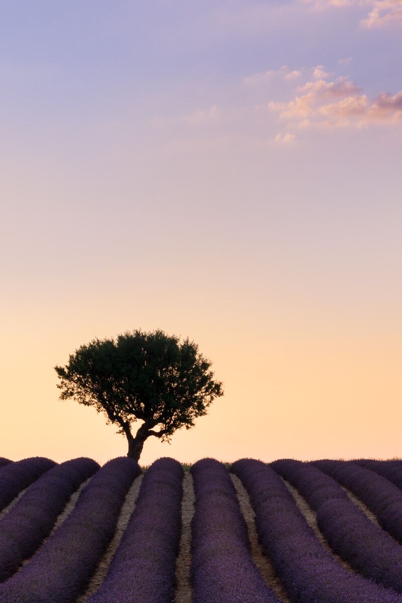 rows of lavender with tree at sunset, Provence France