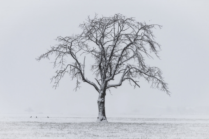 lone tree standing prominent after harsh winter storm