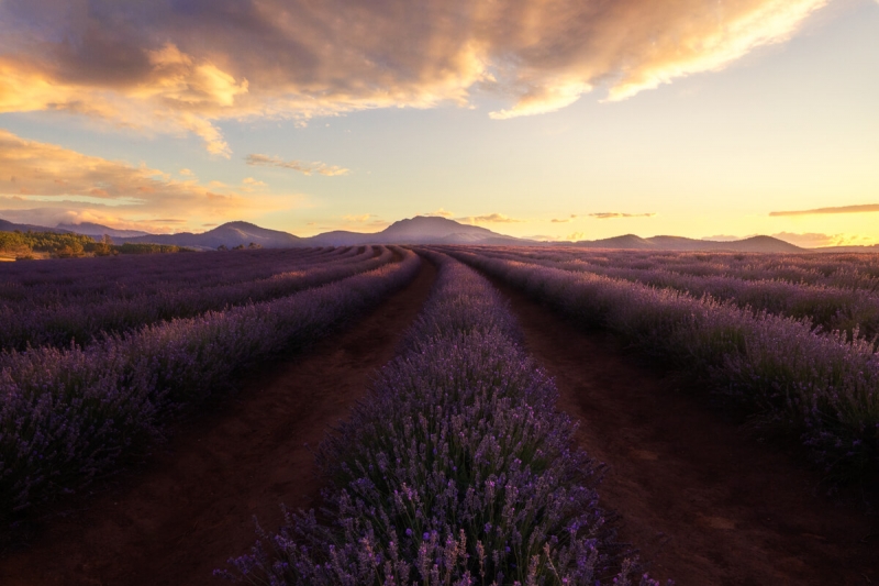 vibrant sunset at lavender farm in Tasmania.