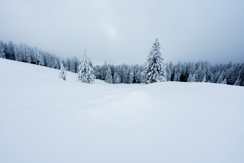 Heavily snow covered forest in switzerland