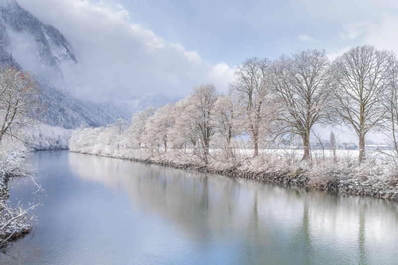 Snow covered trees lining the Aare river Interlaken, Switzerland
